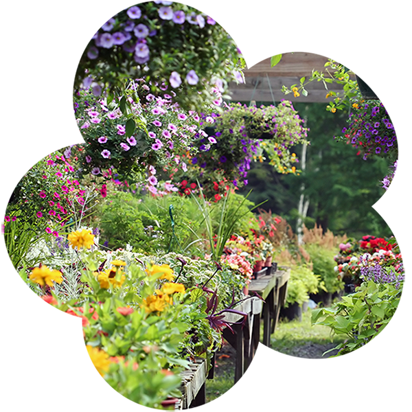 Im von der Sonne erleuteten Sommergarten gibt es Blumen soweit das Auge reicht.